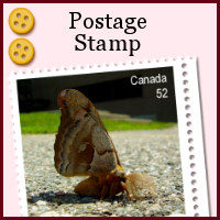 medium, intermediate, frame, postage, stamp