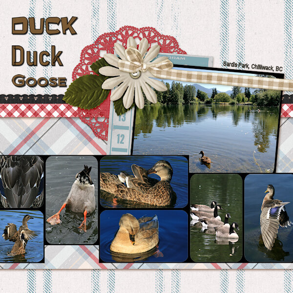 QP Feb 2022-D7 xtra-Duck Duck Goose-600.jpg