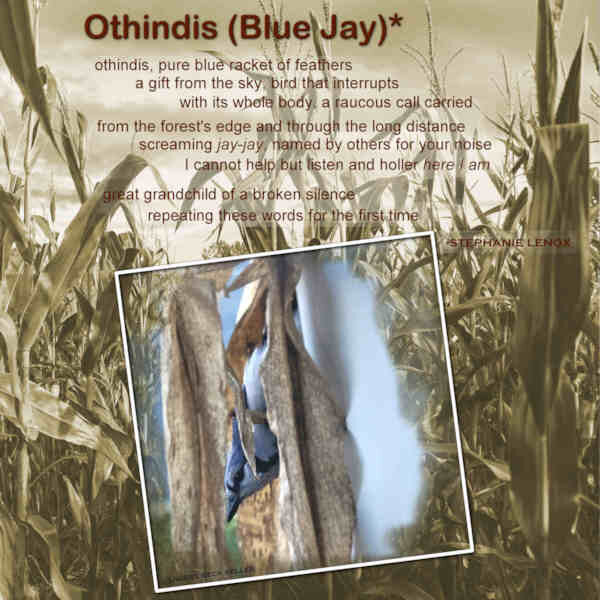 OTHINDIS BLUE JAY_600