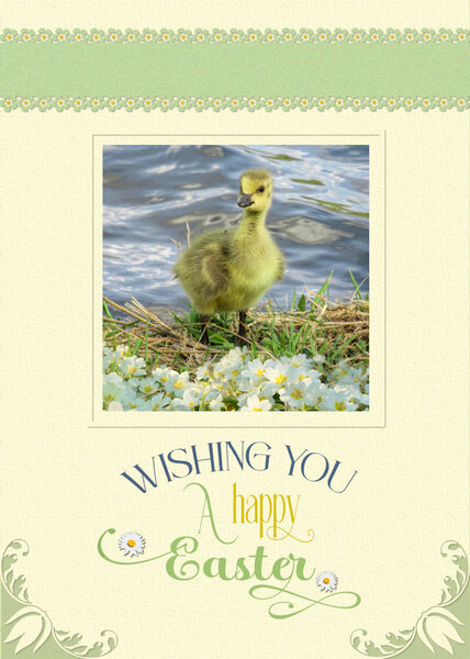 Day 2 Easter Greeting Gosling jpg.jpg