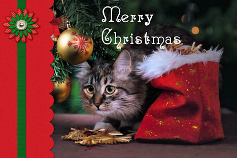 Kitty Christmas Card 4X6.jpg