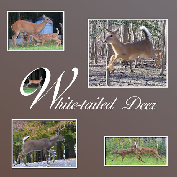 W for White-tailed Deer 600.jpg
