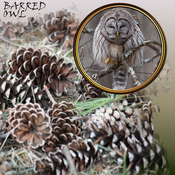 DAY 7 - BARRED OWL+WINTER TEXTURES_600