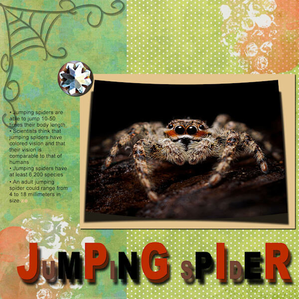 JUMPING SPIDER_600.jpg