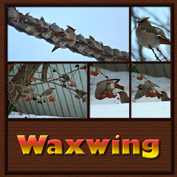 DPWS-Lesson 1-Waxwings-pg2-600-gallery
