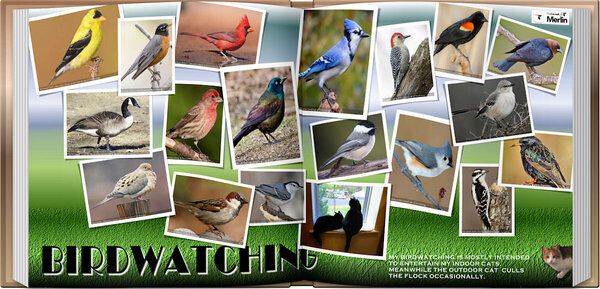 SCATTERED BIRDS-OPEN BOOK_1200.jpg