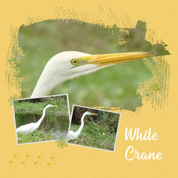 2024 1 23 White Crane lady-DCS-Template novem 2019 600.jpg