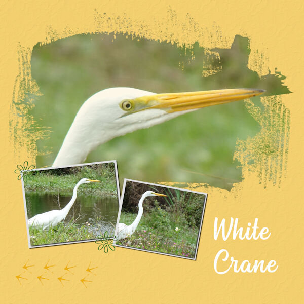 2024 1 23 White Crane lady-DCS-Template novem 2019 600.jpg