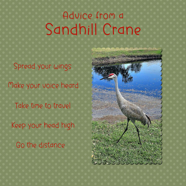 2024 1 27 Sandhill Crane Advice 600.jpg