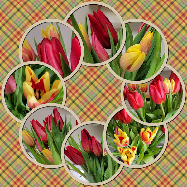 2024 2 14 Tulips cass-PhotoCircle-Template1 600.jpg