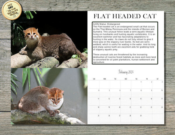 FEBRUARY 2024 WILD CAT CALENDAR-FLAT HEADED CAT_600.jpg