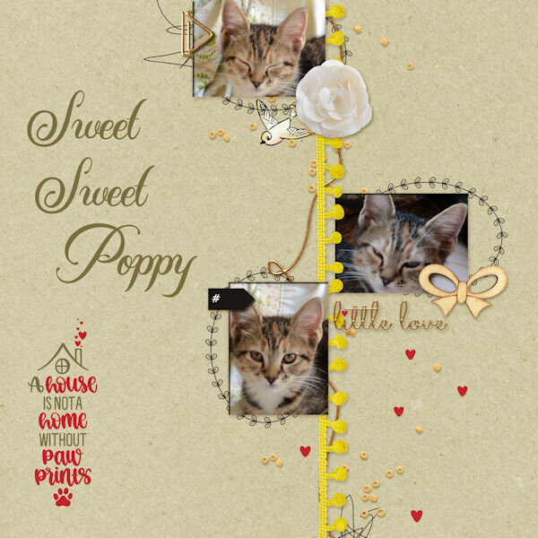 2011 10 12 Sweet Sweet Poppy Busy-QP6 600.jpg