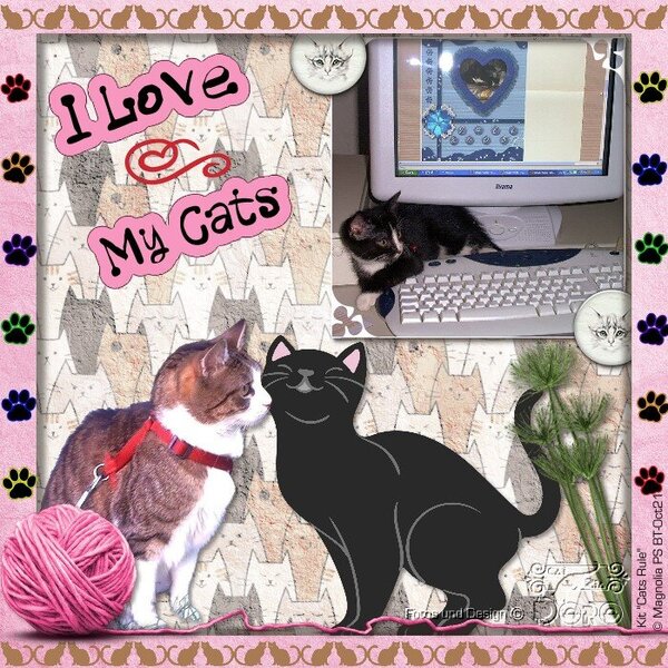 DS-Love my cats_1021.jpg