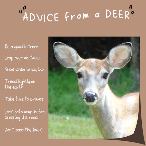 2019 8 12 Advice From A Deer 600.jpg