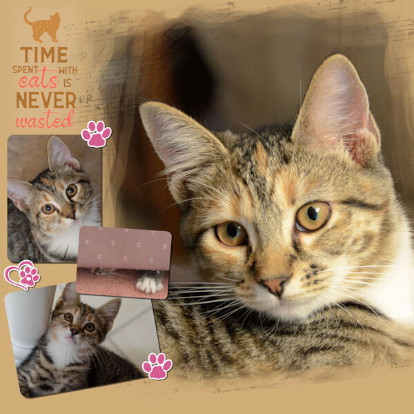 2024 8 31 Poppy Kitten Template-6-lady22 600.jpg