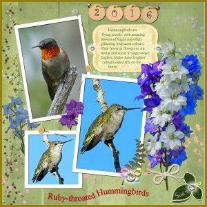 humming-bird-collage
