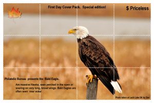 bald-eagle-for-stamp-project-2