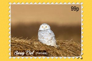 snowy-owl-female-on-bale