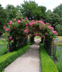 arch-of-roses