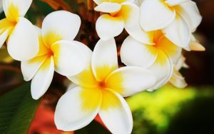 flowers-jasmine