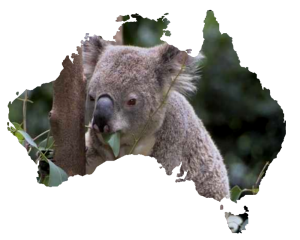 koala-australia-6