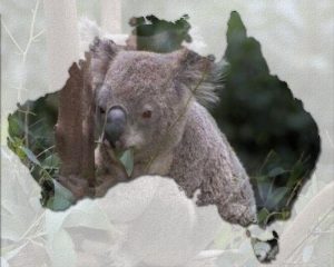 koala-australia-and-textured