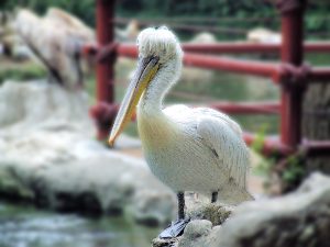 dalmation-pelican-blurred
