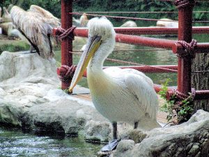 dalmation-pelican-original