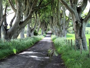 dark-hedges-ireland-original