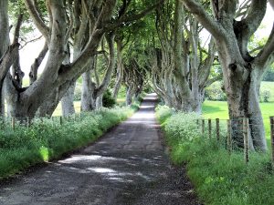 dark-hedges-ireland-puddle-deleted