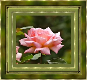 framed-rose
