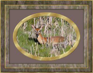 framed-mule-deer