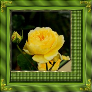 corner-frame-yellow-rose