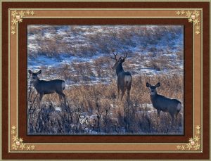 frame-white-tail-deer