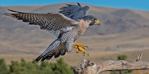 animal-bird-peregrine-falcon