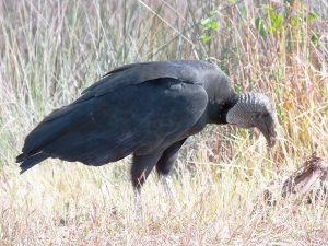 black-vulture-wi-road-kill-2