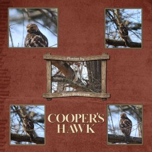 coopers-hawk-600