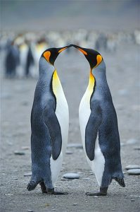penguins-kissing