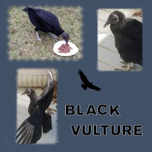 black-vultures-600