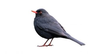 blackbird-2781554_1280
