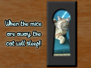 when-the-mice-are-away