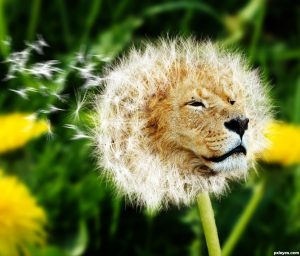 dandelion-lion-before