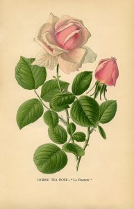 vintage-flower-floral-printable-hybrid-tea-rose-graphics-fairy-sm3-2