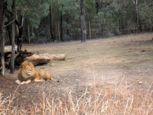 lion-dubbo-zoo