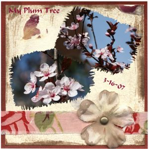 my-plum-tree-3-16-07