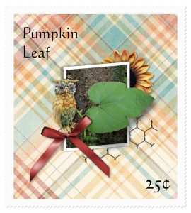 pumpkin-plant-leaf-600