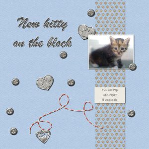 new-kitty-on-the-block1000