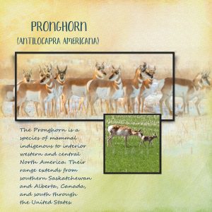day-3-antelope-herd