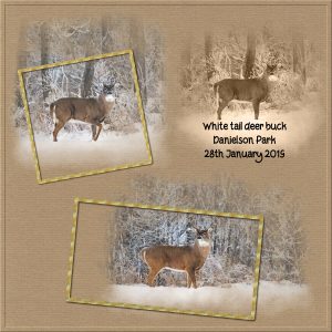 day-4-deer-buck