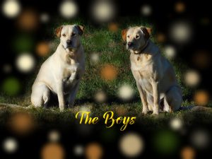 day-6-the-boys